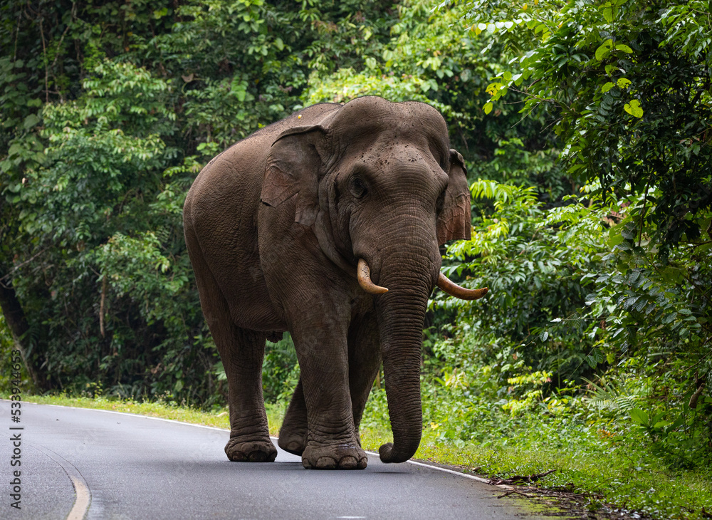 Wild Asia elephant walking on road that cross into National Park of Thailand.
