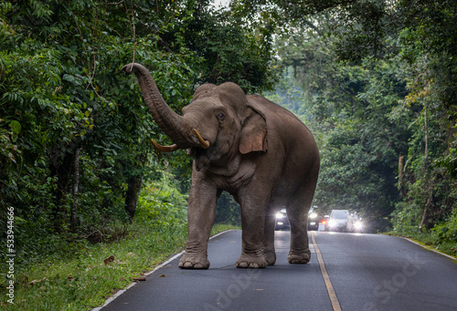Wild Asia elephant walking on road that cross into National Park of Thailand.