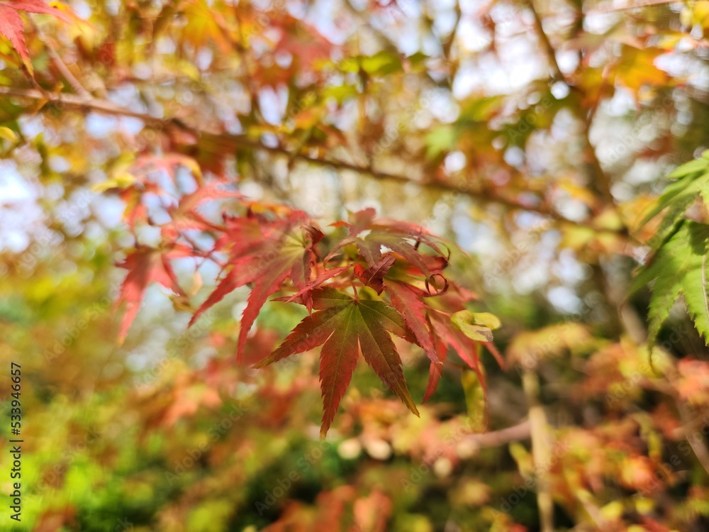 red autumn maple leaves - autumn atmosphere - autumn photos red autumn maple leaves - autumn atmosphere - autumn photos