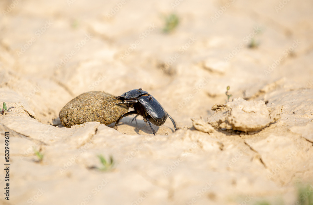 A scarab beetle rolls a ball of dung through the desert of Egypt. Dung beetle rolling a dung ball. Insect life, wildlife. A scarab beetle rolls a ball of dung through the desert of Egypt. Dung beetle rolling a dung ball. Insect life, wildlife.