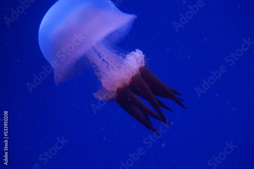 meduses