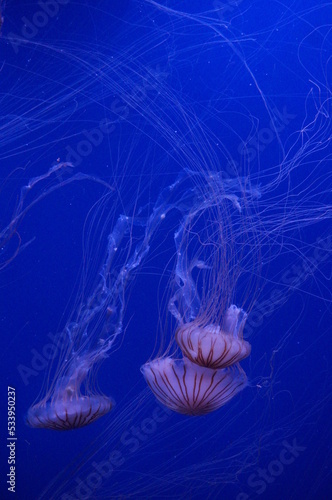meduses