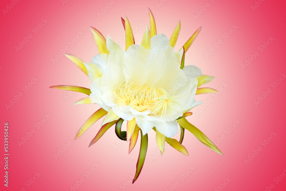 Dragon fruit flower in bloom isolated on pink background with clipping path Dragon fruit flower in bloom isolated on pink background with clipping path