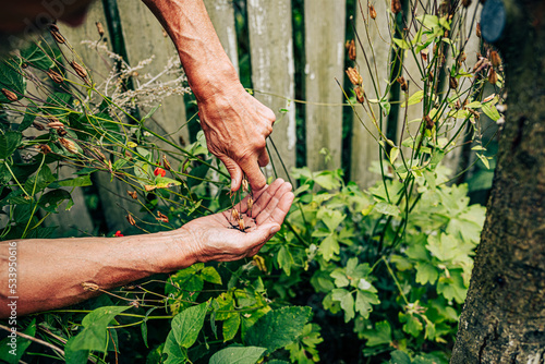 Closeup man collecting poppy seeds from bush. Seasonal garden work, care of plant in greenhouse. Harvesting and seasoning processing concept. Occupation at suburban house