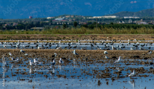 Oiseaux dans les rizières du delta de l'Èbre en Espagne