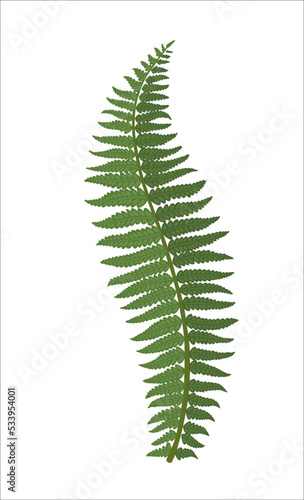 A beautiful fern leaf. Illustration in vintage retro style. Vector.