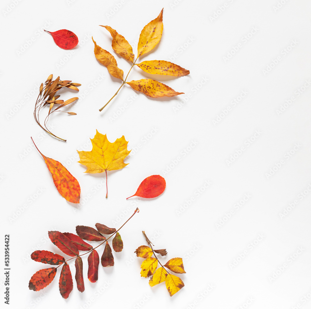 Colorful Autumn fall leaves frame on the white background. Copy space	
