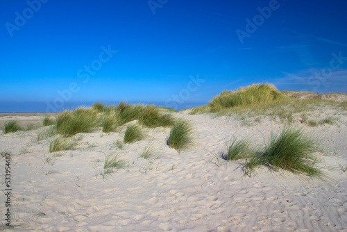 the dunes  Renesse  Zeeland  the Netherlands