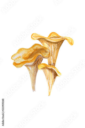 Сhanterelle mushrooms. Edible forest mushroom. Watercolor hand drawn painting illustration isolated on white background.