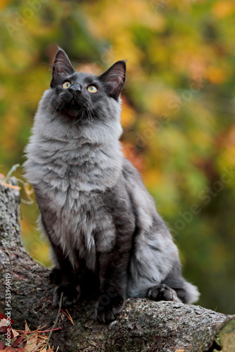 Norwegian forest cat kitten sitting on a stump in forest