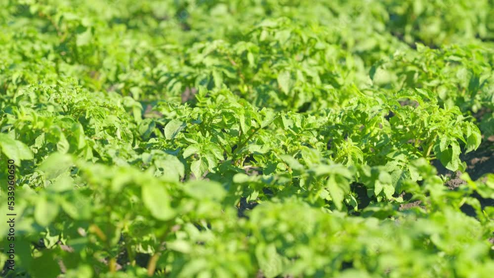 Green healthy leaves of young potato plant. Clean big potato field. Organic food concept. Slow motion. Green healthy leaves of young potato plant. Clean big potato field. Organic food concept. Slow motion.