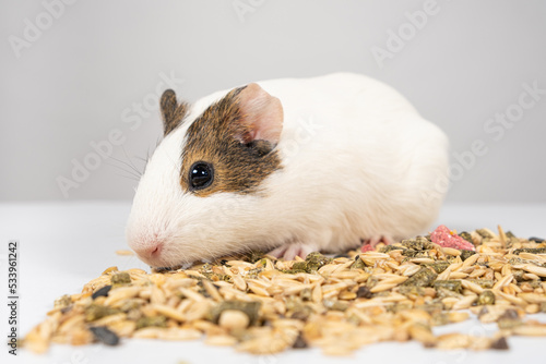 A small guinea pig sits near the feed on a white background.