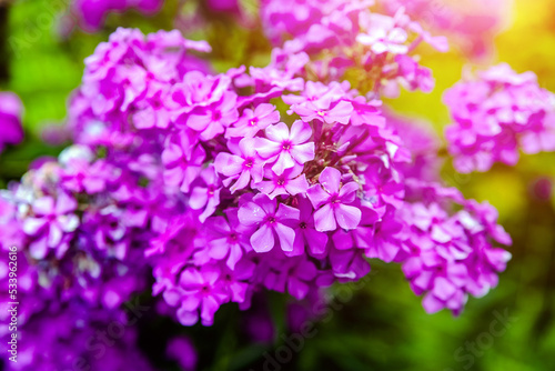 Phlox paniculata is growing in the country garden