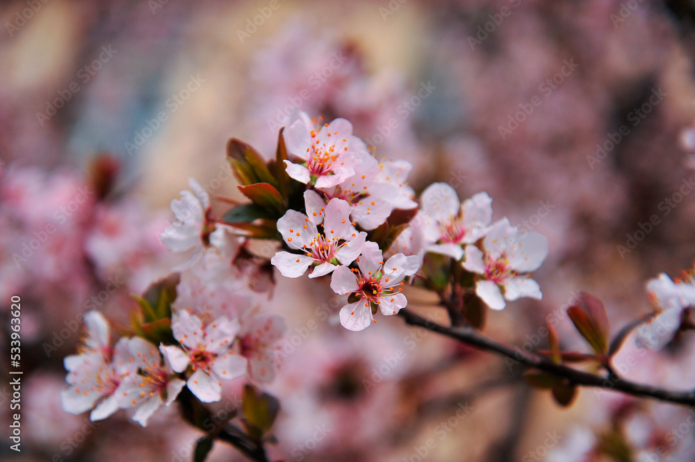 Fototapeta premium The mirabalan blossoms in bloom