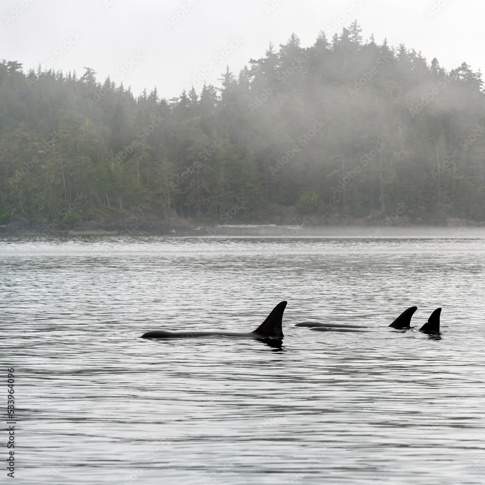 Fototapeta premium Three Orca or Killer Whales (Orcinus orca) on whale watching tour, Telegraph Cove, Vancouver Island, British Columbia, Canada.