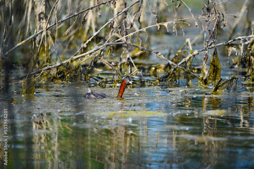 little grebe in a lake little grebe in a lake