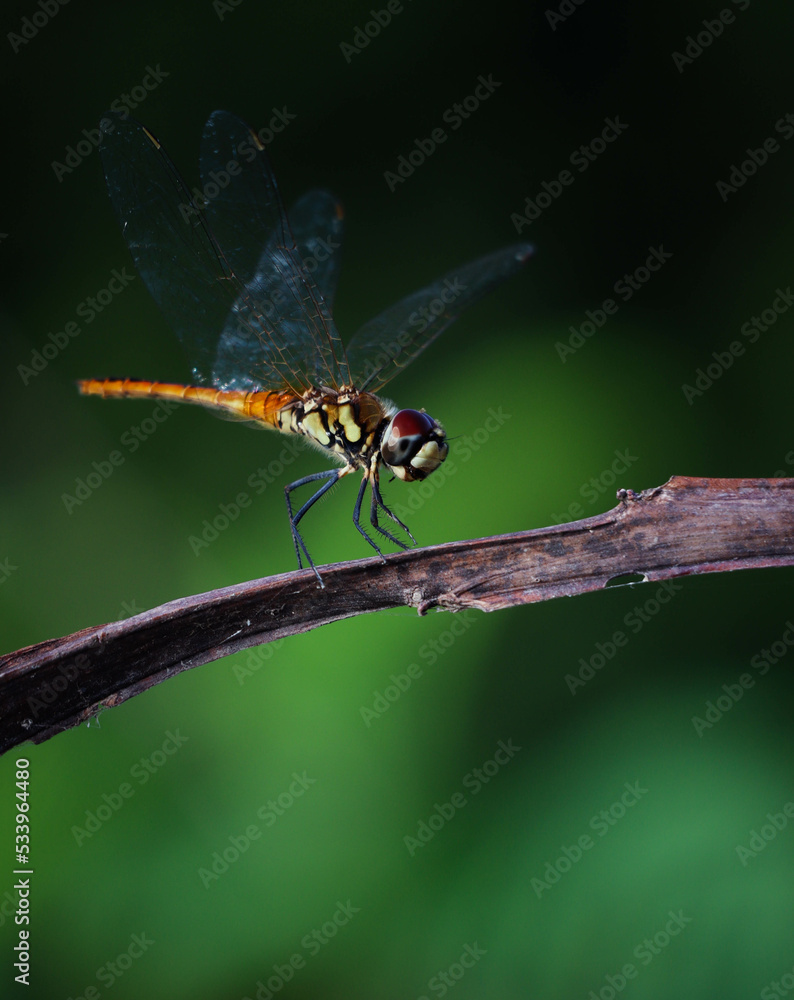 wandering pennant dragonfly on tree branch wandering pennant dragonfly on tree branch