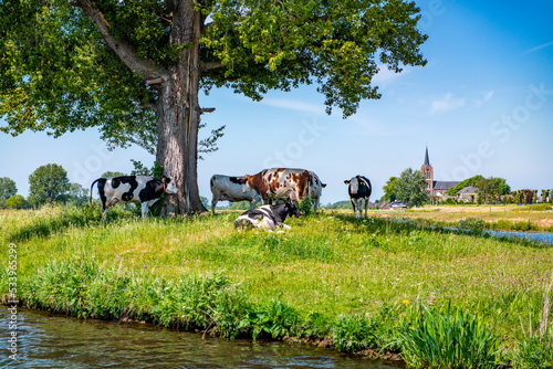 Cows shelter from the sun under a beacon tree along the river Maas in the Netherlands.