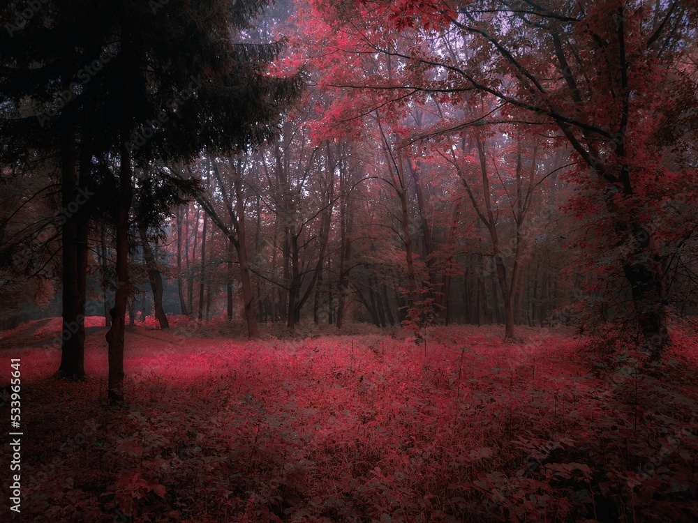 Mystic foggy forest in pink tones. Dark autumn forest in the fog. Mysterious woods. Beautiful nature.