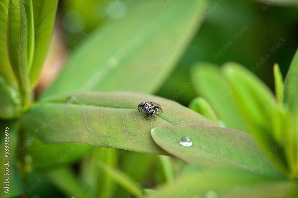 Fototapeta premium spider on green leaf, lurking for prey