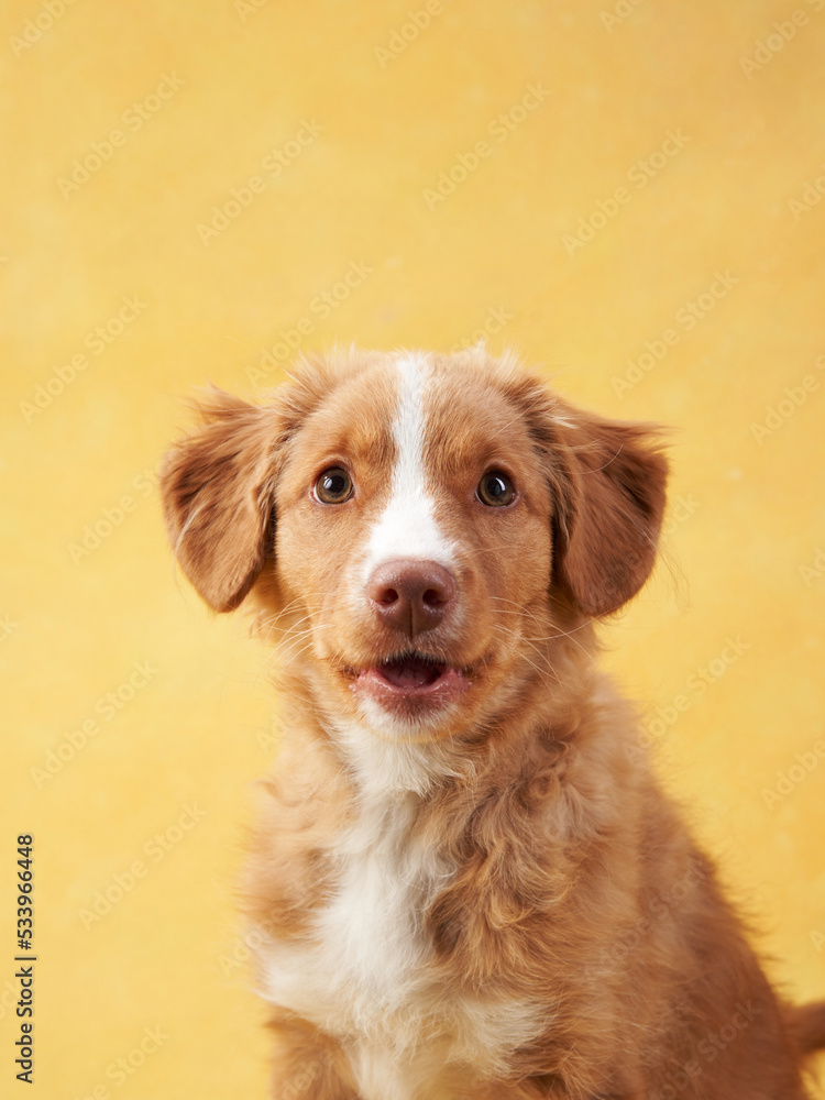 Nova Scotia duck retriever puppy on yellow background. Charming Dog in the studio. funny toller