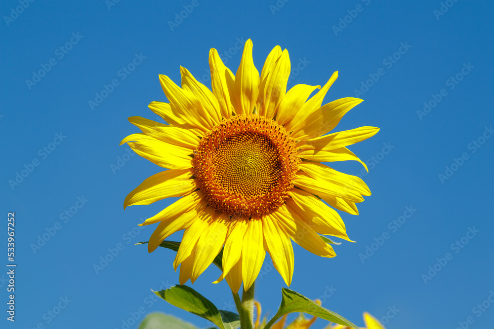 Yellow sunflower in a field against a bright blue sky on a sunny day. Sunflower flower close-up. The sunflower is blooming. Yellow sunflower in a field against a bright blue sky on a sunny day. Sunflower flower close-up. The sunflower is blooming.
