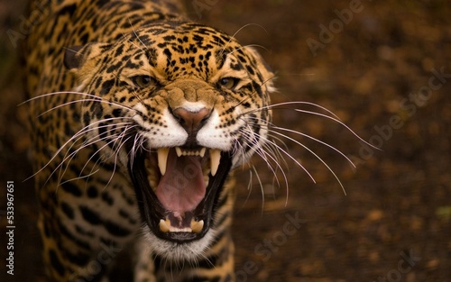 Fotografia close up of a leopard