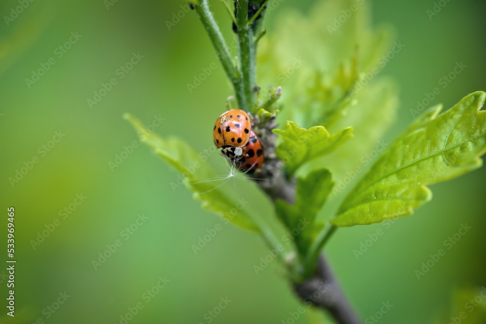 ladybirds breeding in the garden on a green plant ladybirds breeding in the garden on a green plant
