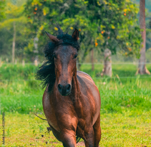 Caballo café galopando en el campo