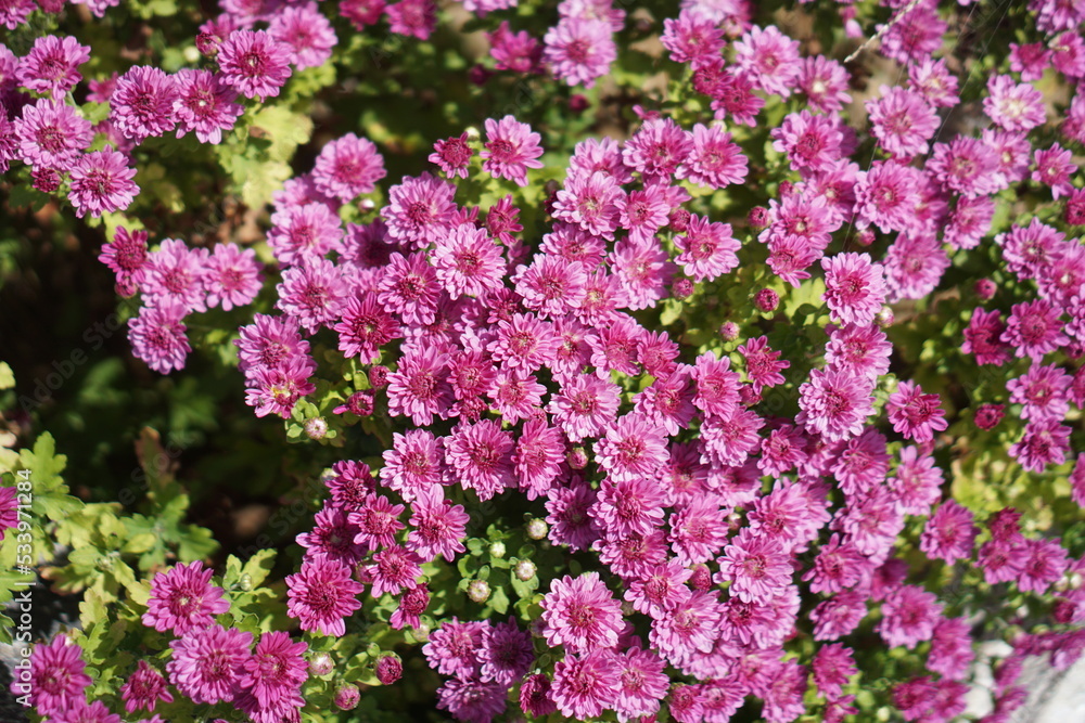 Beautifully blooming pink chrysanthemums in autumn Beautifully blooming pink chrysanthemums in autumn