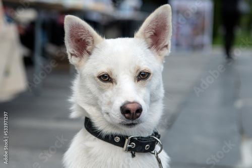 Portrait of a lovely white dog. Close-up of cute pet outdoor