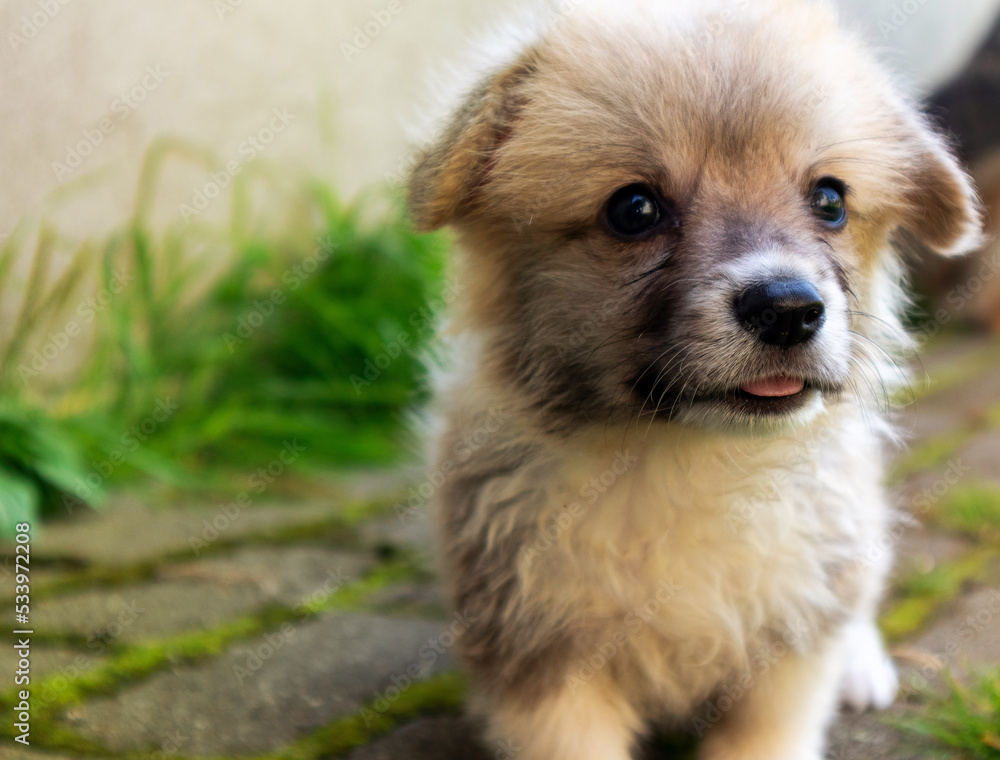 A two-month-old Welsh Corgi Pembroke puppy outdoor A two-month-old Welsh Corgi Pembroke puppy outdoor