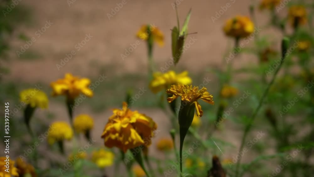 Yellow butterfly parked on the flower stalk in the garden. Slow motion. Yellow butterfly parked on the flower stalk in the garden. Slow motion.