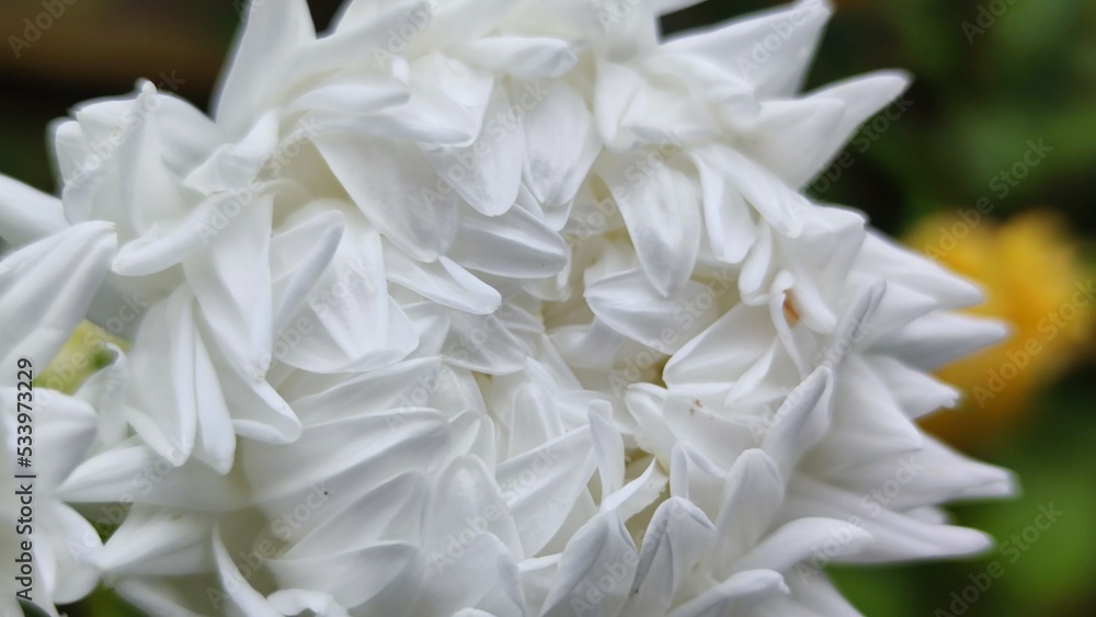 Chrysanthemum garden or Chinese chrysanthemum. A large white bright flower with a white core and many thin long white petals. The flower grows on a thin long stem among other green plants.