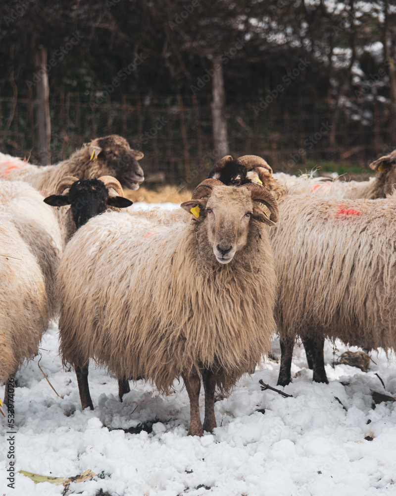 Herd of domestic sheep on snowy terrain in farm Herd of domestic sheep on snowy terrain in farm