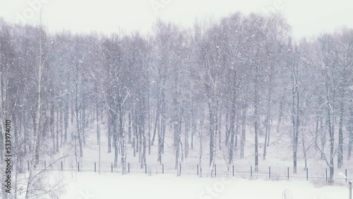 Wallpaper Mural Snowfall on background of winter forest. Snow blizzard in winter. Trees covered with snow. Slow motion blur, selective focus. Torontodigital.ca