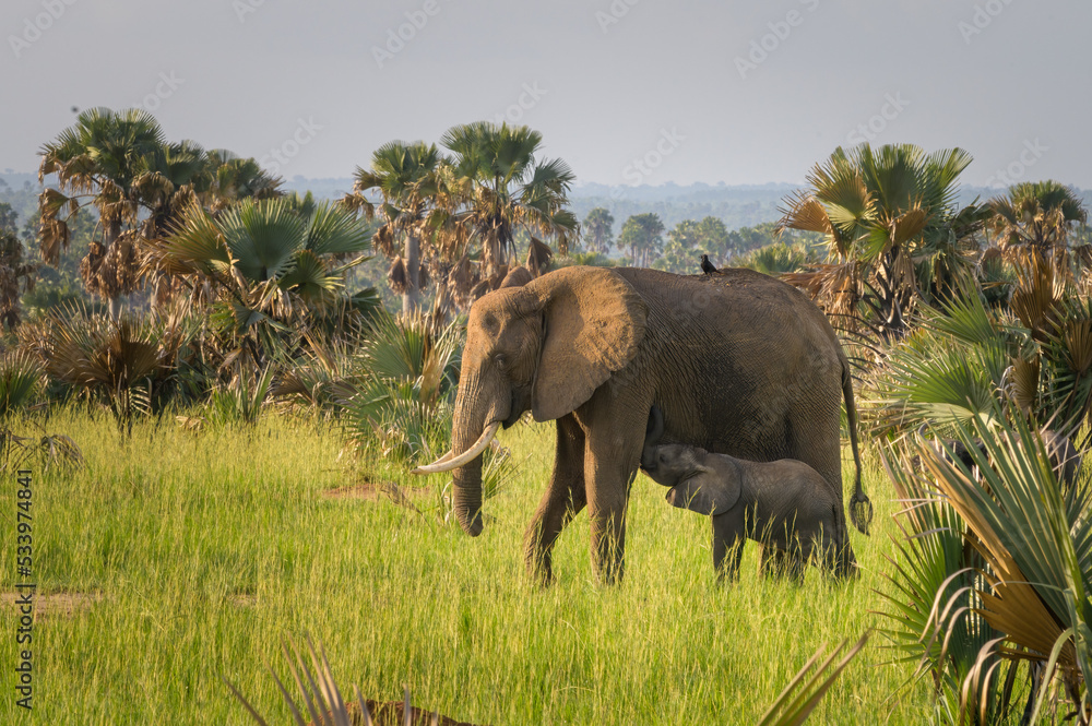 Fototapeta premium African bush elephants in Murchinson Falls National Park