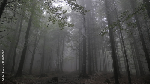 drzewa, las we mgle, szary, ponury, straszny