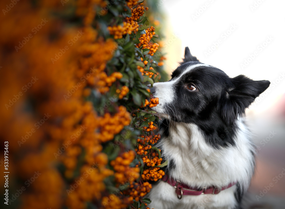 Border Collie Sniffs to Scarlet Firethorn. Curious Black and White Dog with Orange Pyracantha.