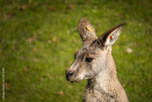 Fototapeta Naklejka Na Ścianę i Meble -  Portrait of Young Eastern Grey Kangaroo with Green Grass Background. Macropus Giganteus in Zoological Garden.