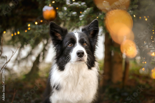 Fototapeta Naklejka Na Ścianę i Meble -  Border Collie Portrait with Christmas Lights in the Garden. Festive Black and White Dog during Winter Outside.