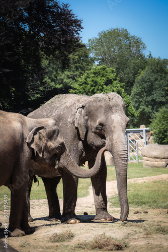 Vertical Asian Elephant in Zoo. Asiatic Mammal  Elephas Maximus  in Zoological Garden.