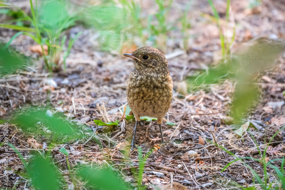 The common redstart, Phoenicurus phoenicurus, young bird, is sitting on a ground against a blurred background.