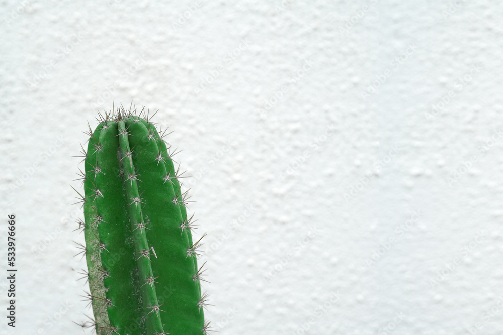 Naklejka premium green cactus on blur background