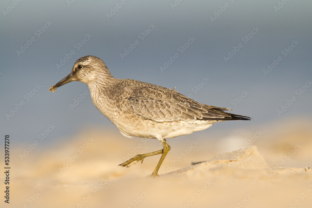 Shorebird - juvenile Calidris canutus, Red Knot on the Baltic Sea shore, migratory bird Poland Europe Shorebird - juvenile Calidris canutus, Red Knot on the Baltic Sea shore, migratory bird Poland Europe
