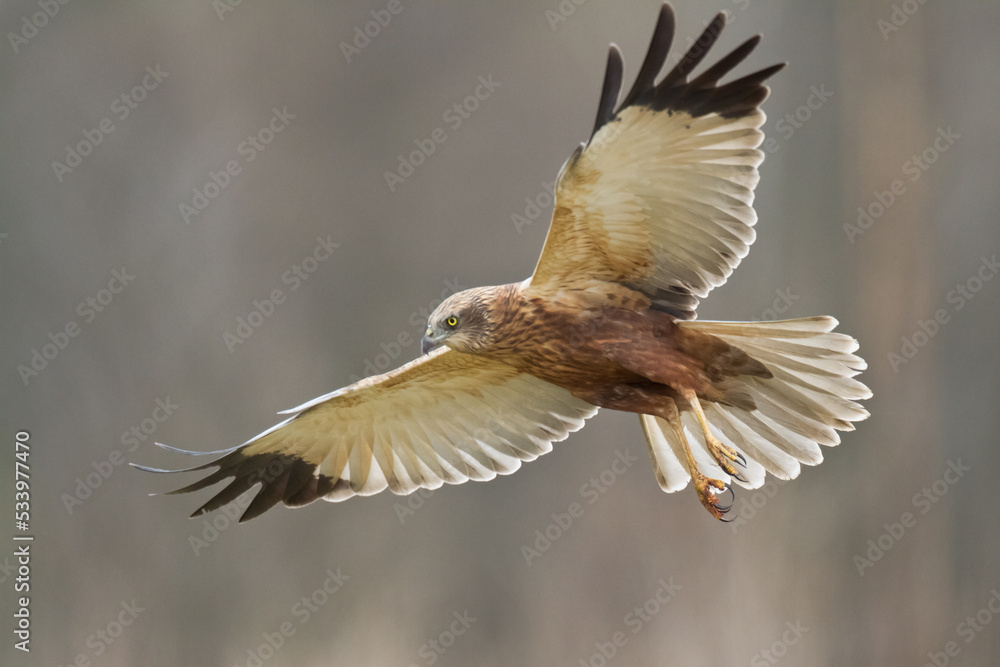 Obraz premium Birds of prey - Marsh Harrier male Circus aeruginosus hunting time Poland Europe