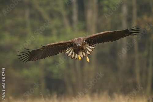 flying Majestic predator adult White-tailed eagle, Haliaeetus albicilla in Poland wild nature 
