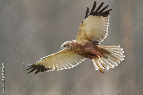Birds of prey - Marsh Harrier male Circus aeruginosus hunting time	Poland Europe