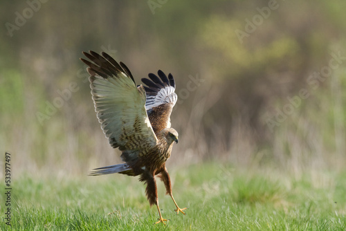 Birds of prey - Marsh Harrier male Circus aeruginosus hunting time Poland Europe