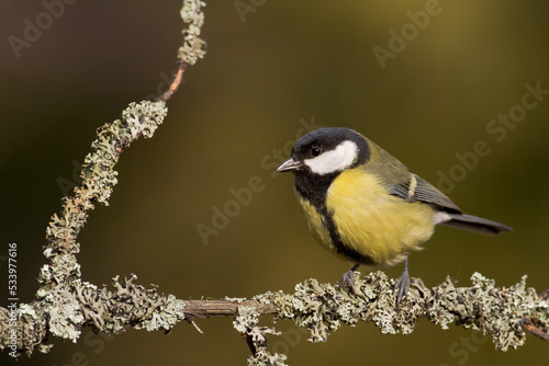 Colorful great tit ( Parus major ) perched on a tree trunk, photographed in horizontal, amazing background 